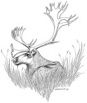 Caribou