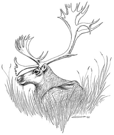 Caribou