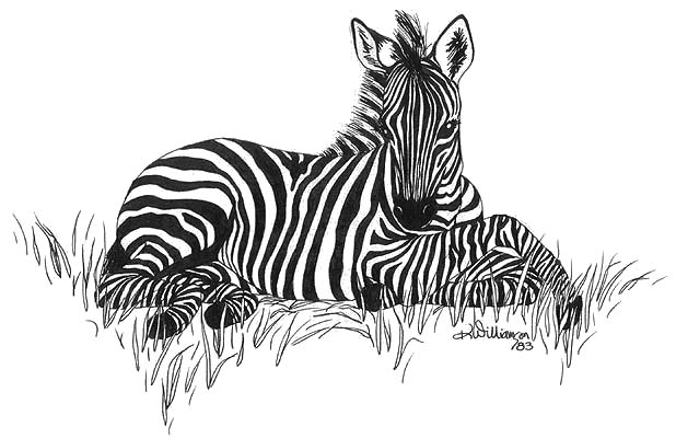 Zebra